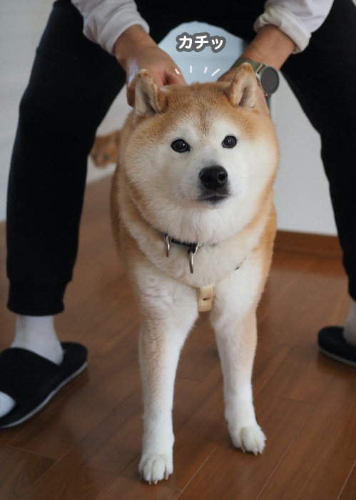 11日夕ブログ３