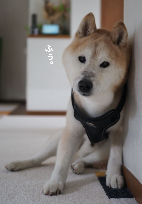 31日夕ブログ２