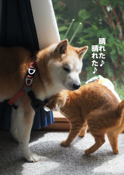 8日夕ブログ３