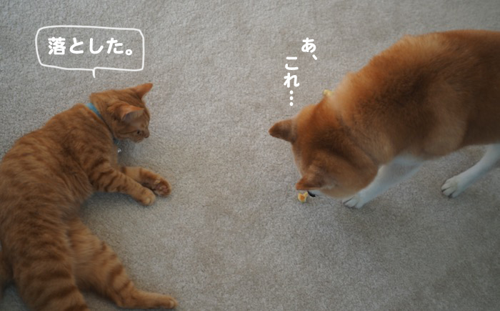 11日夕ブログ７