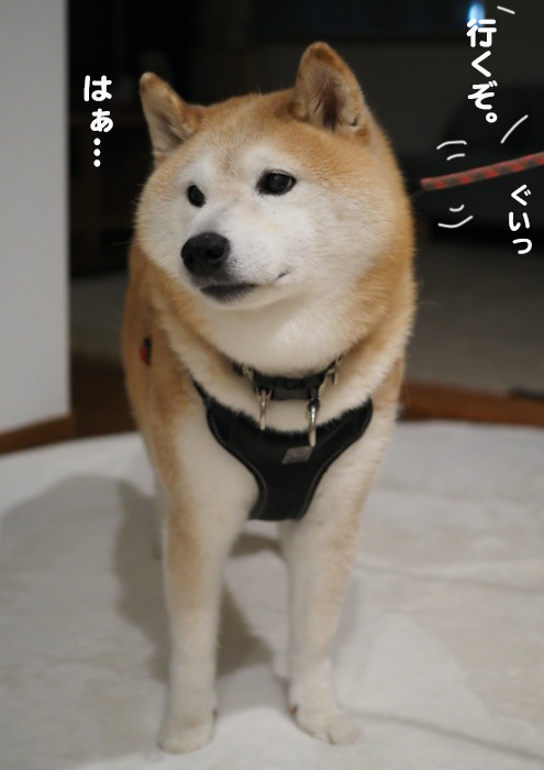 27日夕ブログ６