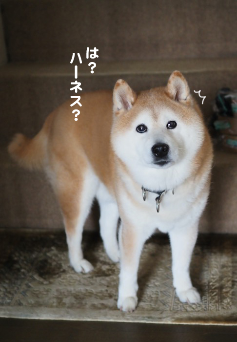 11日夕ブログ２