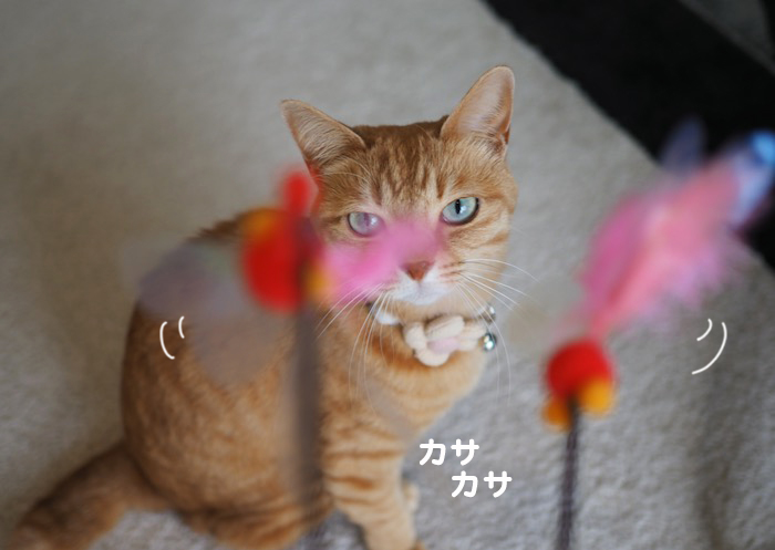 19日夕ブログ4