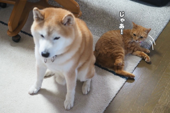 21日夕ブログ６