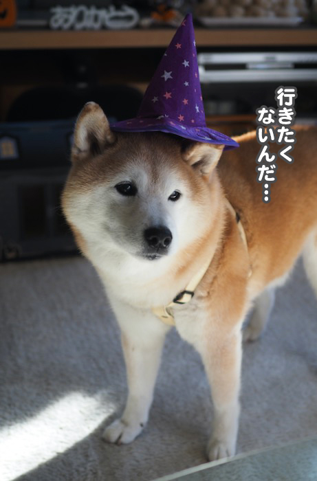 26日ブログ１０
