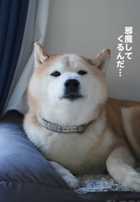 ２４日夕ブログ５