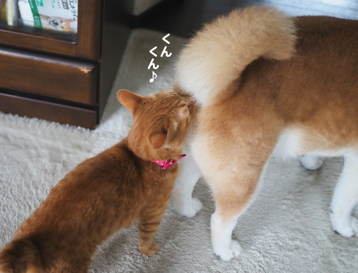 9日夕ブログ４
