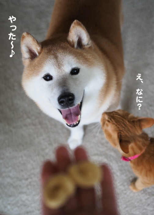 21日夕ブログ3
