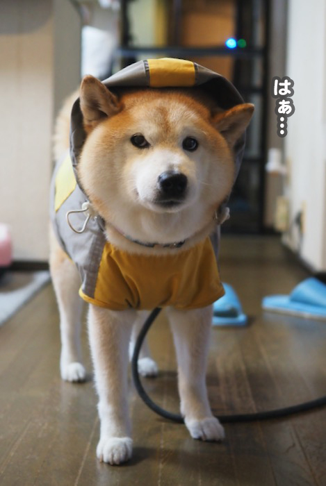 2日夕ブログ５