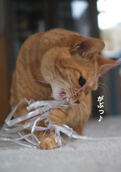 17日夕ブログ４