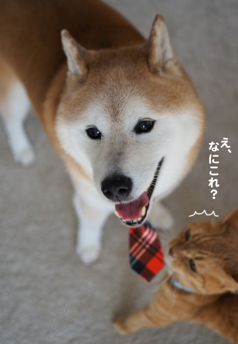 12日夕ブログ４
