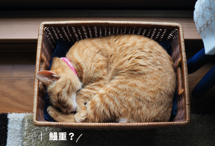 26日夕ブログ８