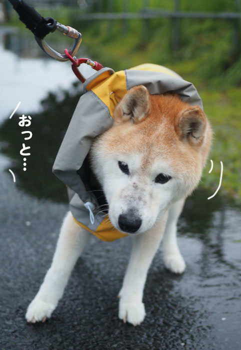 27日夕ブログ3