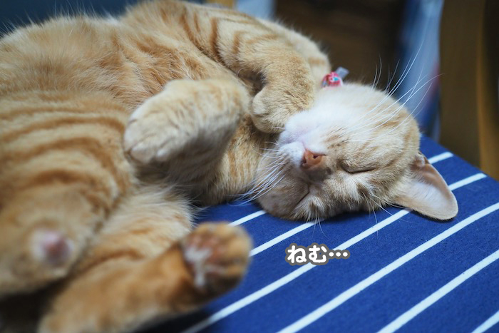 9日夕ブログ５