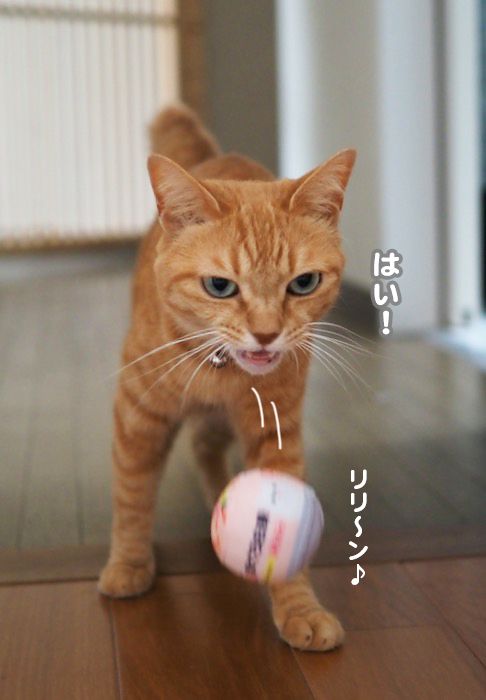 30日夕ブログ６