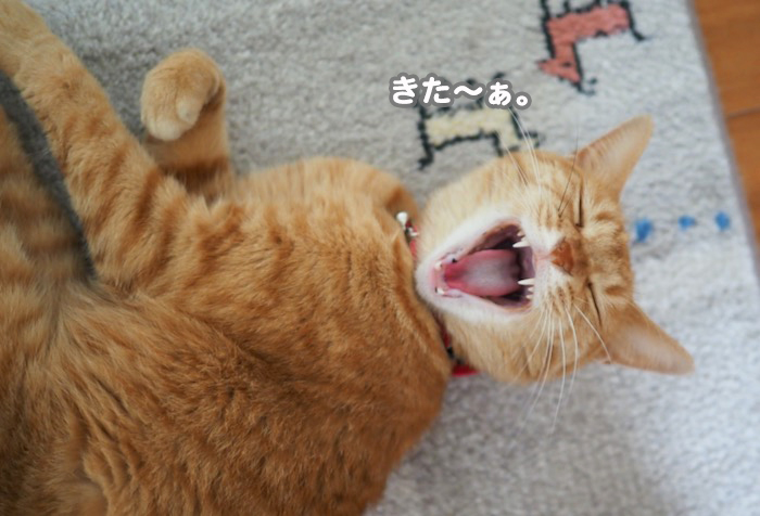 13日夕ブログ４