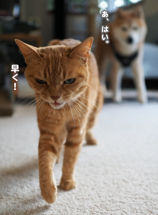 17日夕ブログ６