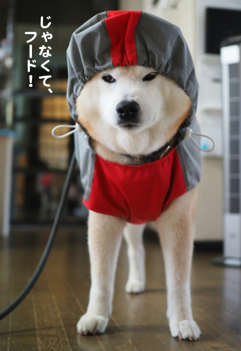 16日夕ブログ４
