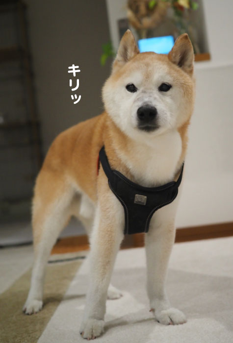 12日夕ブログ２