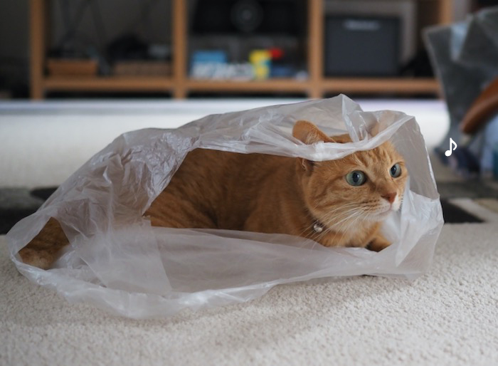 27日夕ブログ６