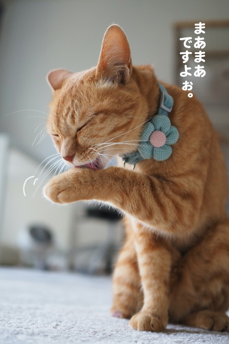 31日夕ブログ６