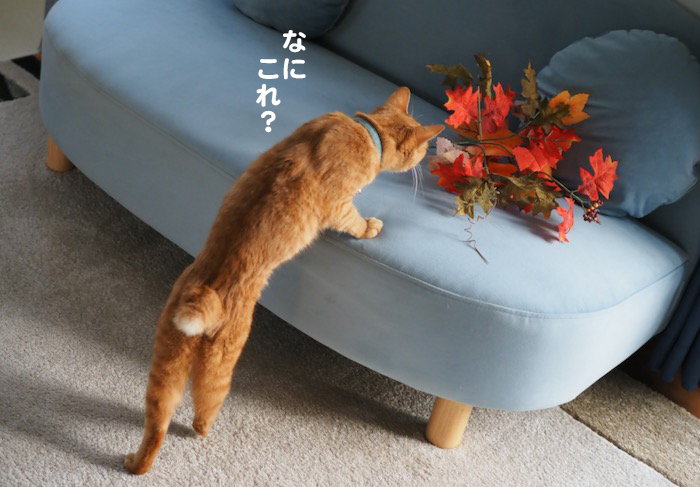 5日夕ブログ７