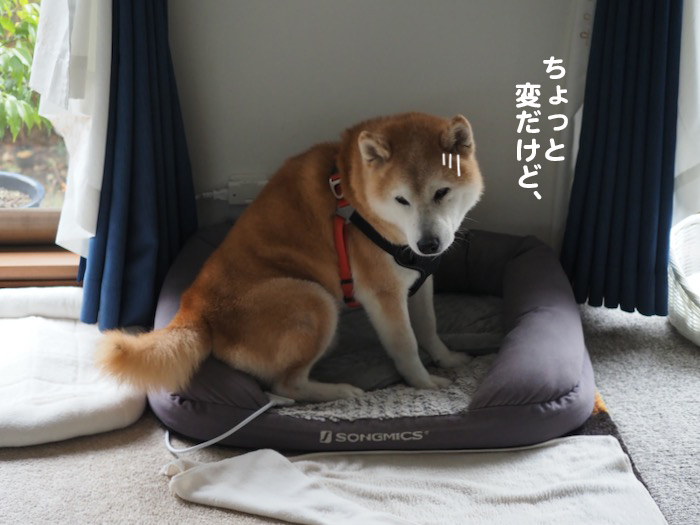 19日夕ブログ４