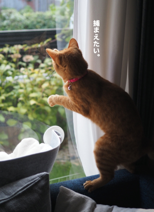 4日夕ブログ６