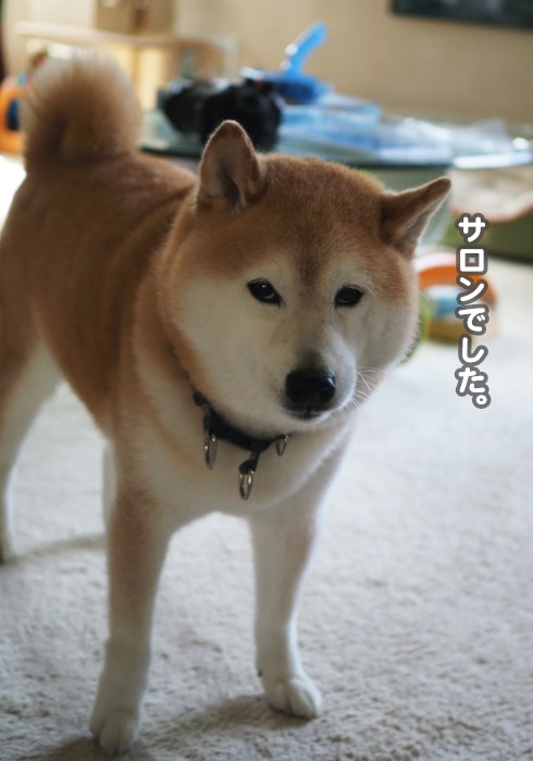 4日夕ブログ3