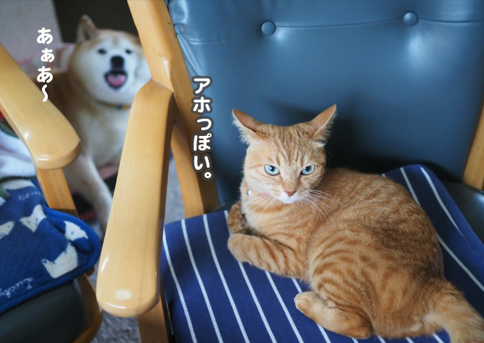 15日夕ブログ６
