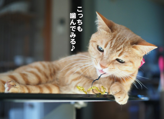 4日夕ブログ１４