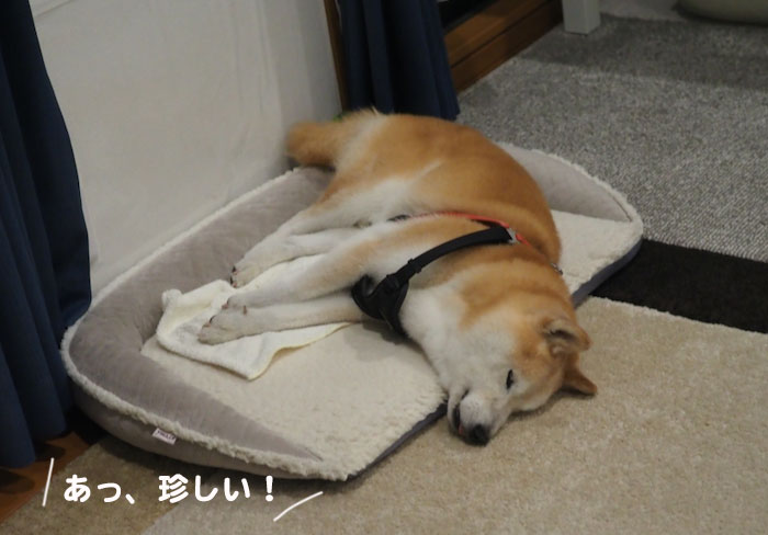 26日夕ブログ4