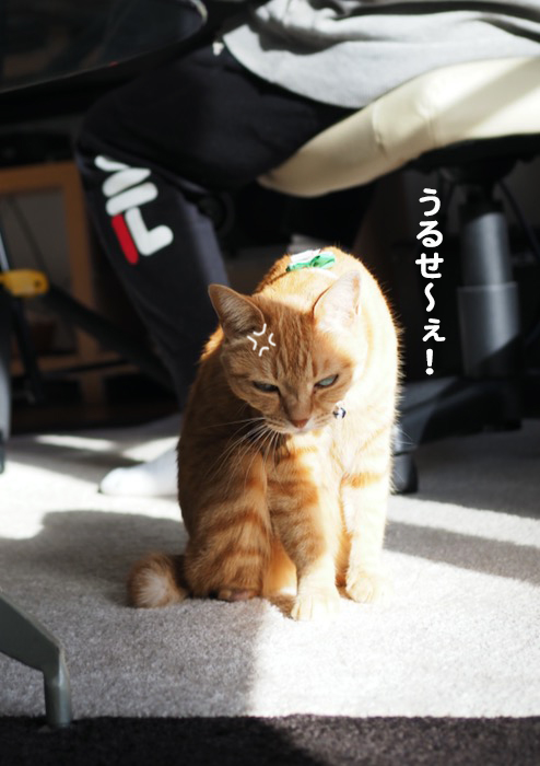 22日夕ブログ５