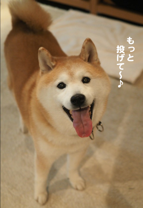 25日夕ブログ１１