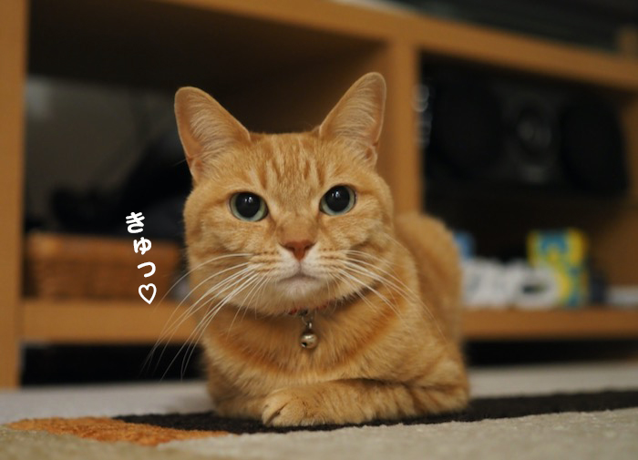 26日夕ブログ2