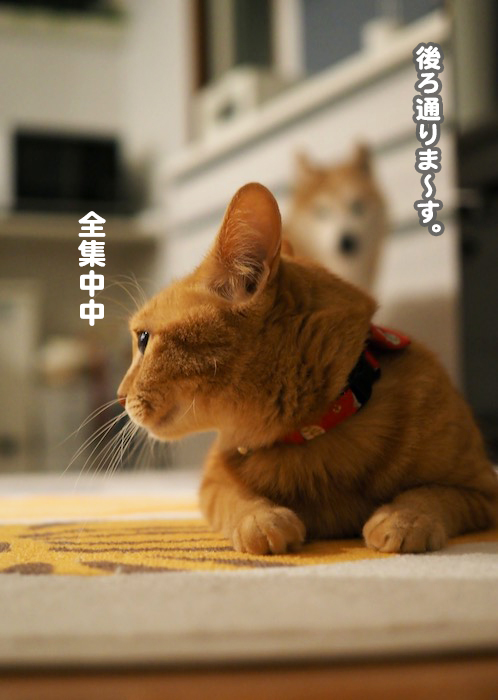 22日夕ブログ３