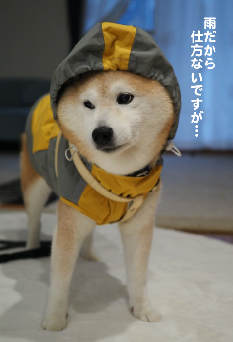 1日夕ブログ２