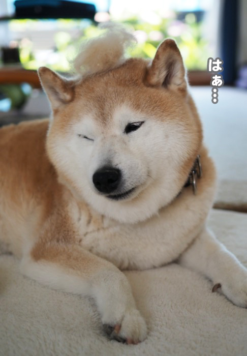 28日夕ブログ８