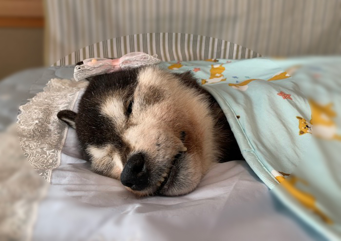 29日夕ブログ４