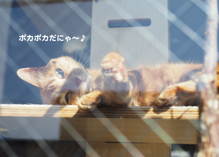 19日夕ブログ4
