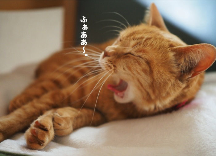 26日夕ブログ４