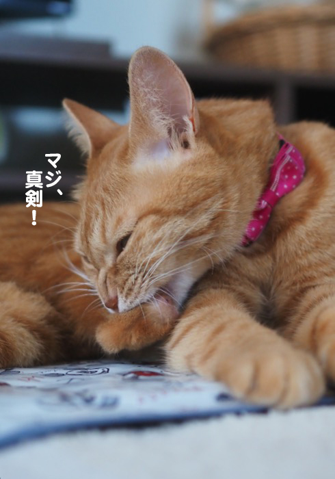 25日夕ブログ６