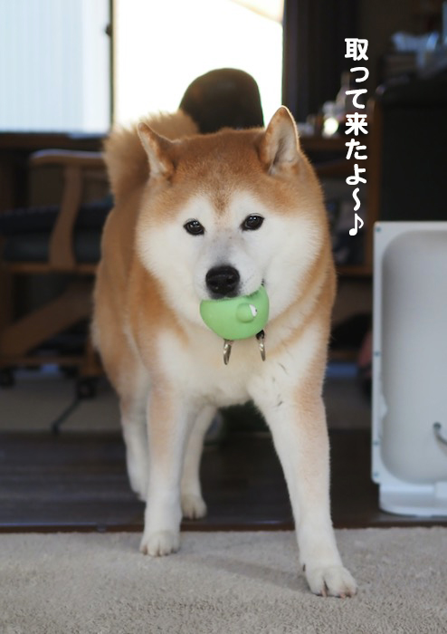 20日夕ブログ１０
