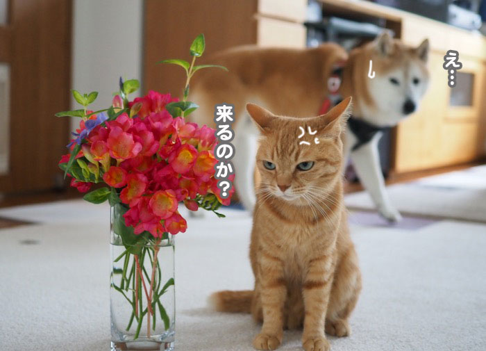 14日夕ブログ７