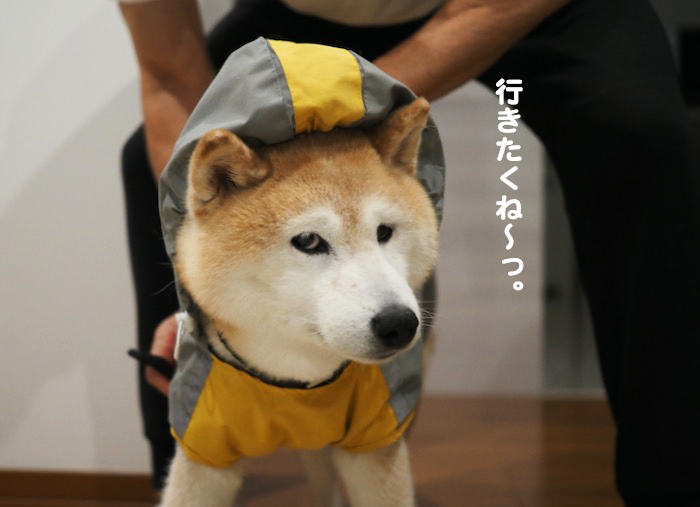 11日ブログ３
