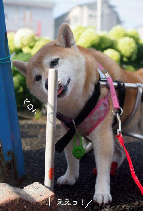 11日夕ブログ4