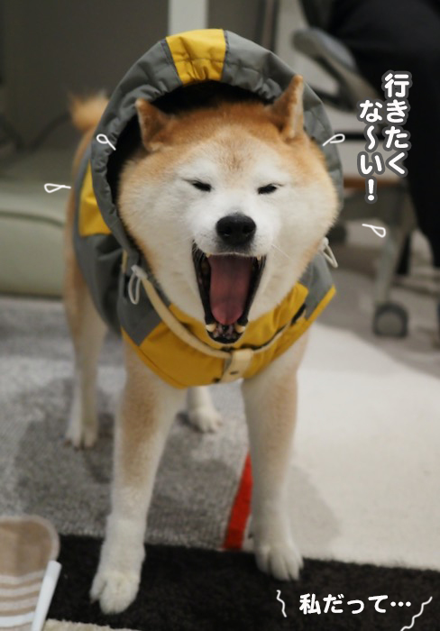 3日夕ブログ６