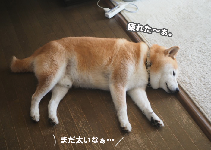 30日夕ブログ９