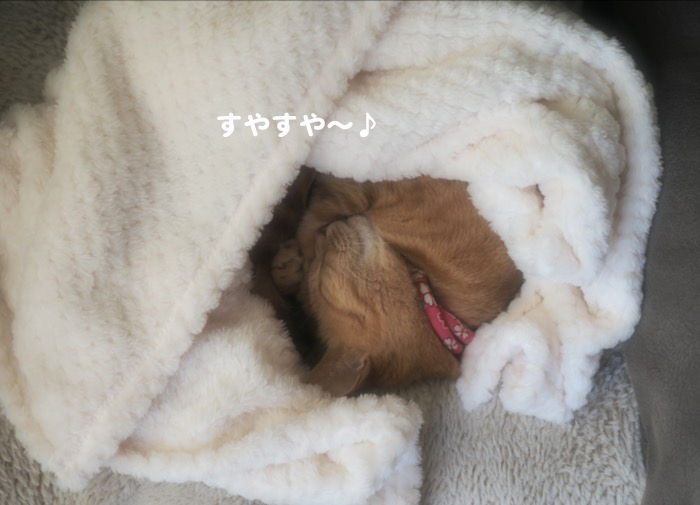25日夕ブログ５