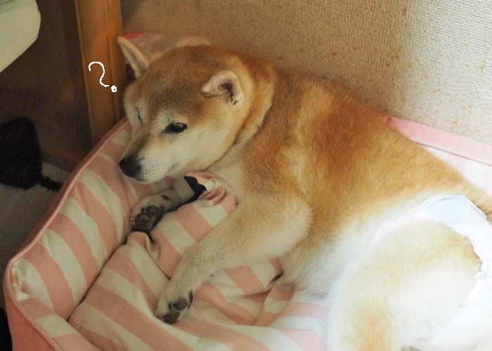 12日夜ブログ６